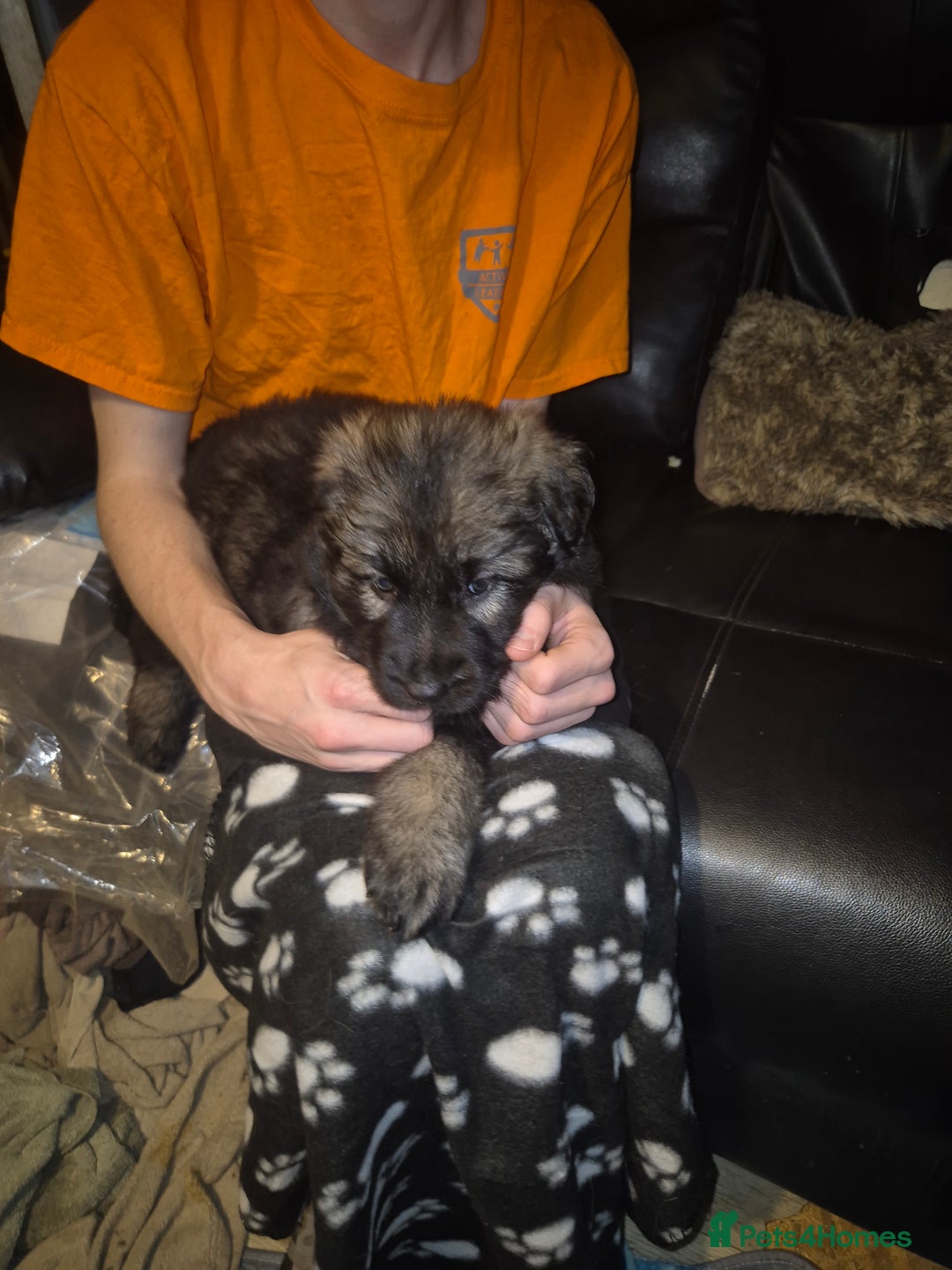 German Shepherd dogs for sale: German shepherd  - Advert 22