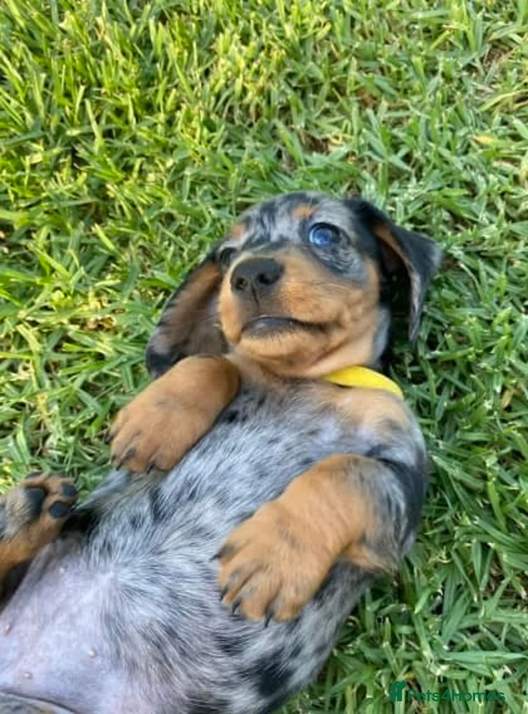 Miniature Dachshund dogs for sale: Active purebred dachschunds shorthair.  - Advert 3