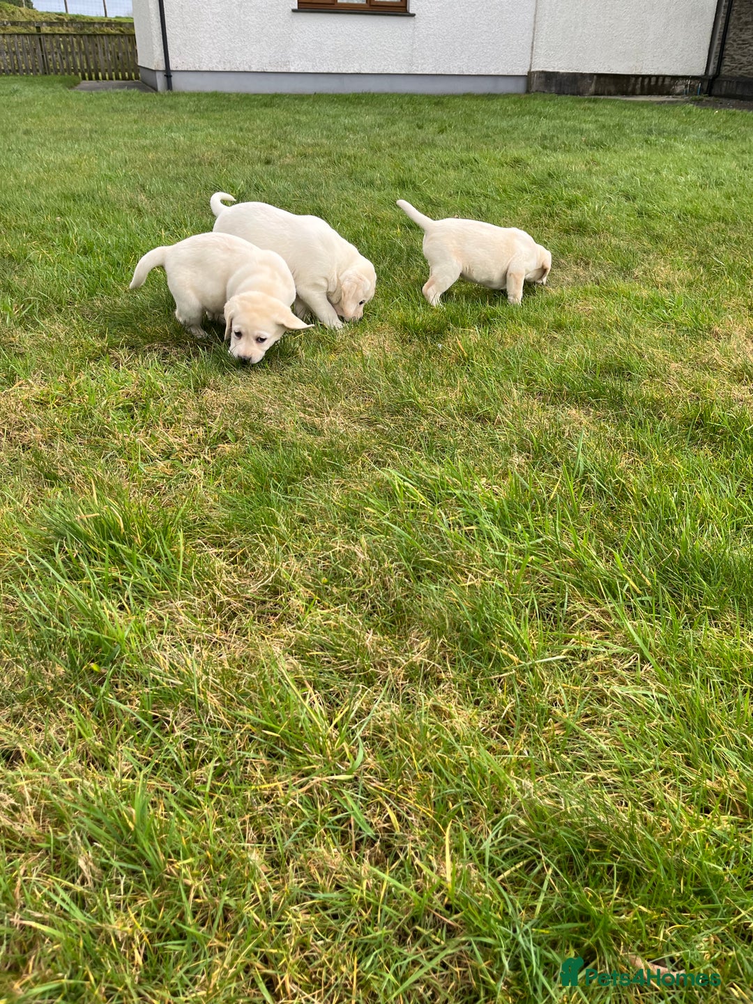 Labrador Retriever dogs for sale: KC reg health tested chunky white Labradors - Advert 20