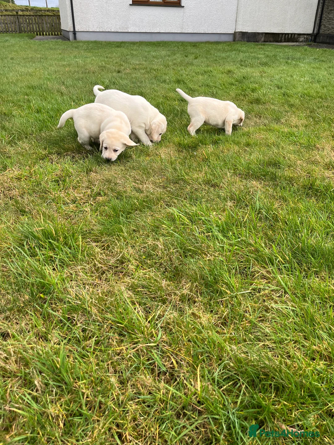 Labrador Retriever dogs for sale: KC reg health tested chunky white Labradors - Advert 20