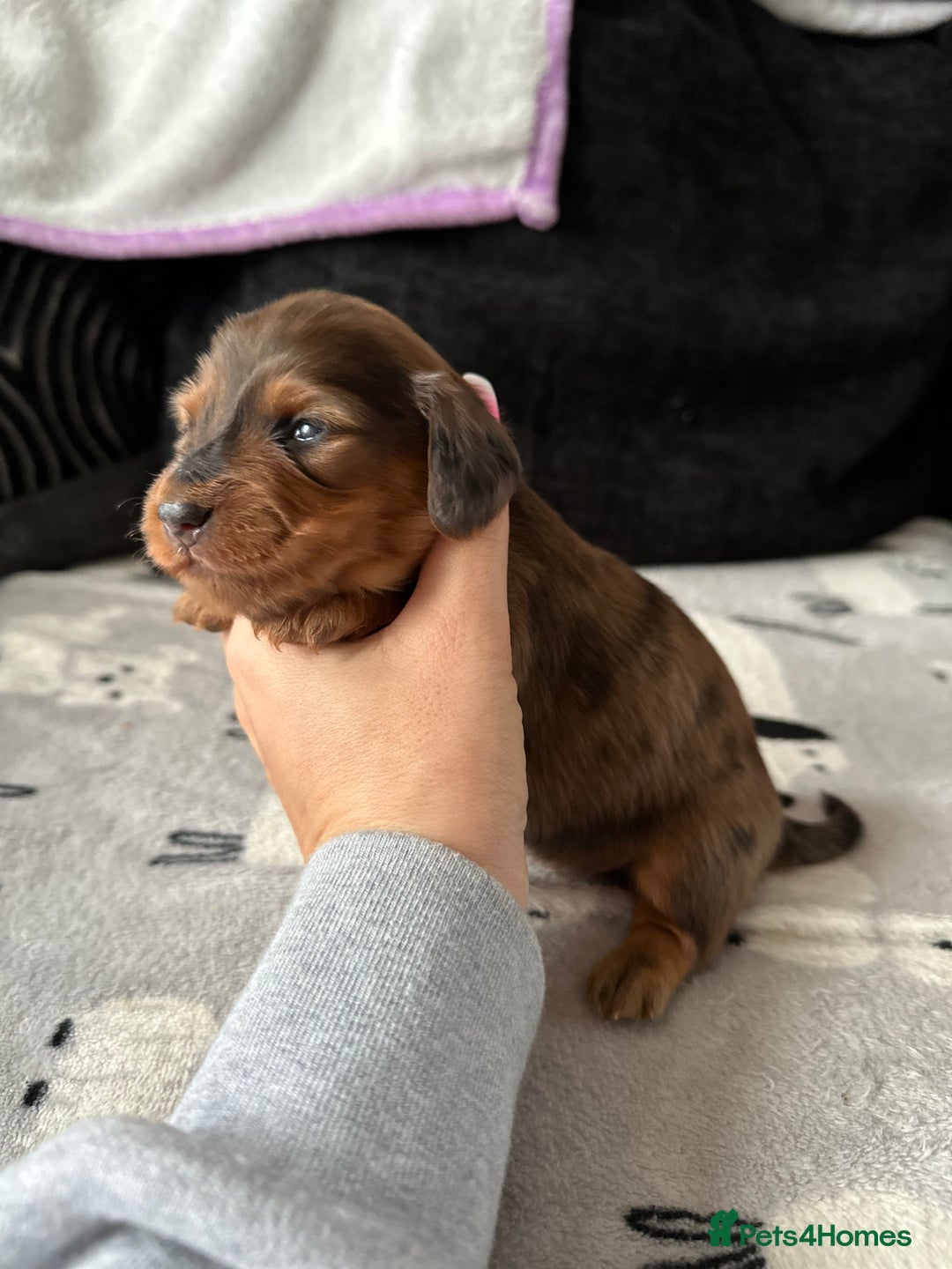Miniature Dachshund dogs for sale: Miniature Dachounds  - Advert 12