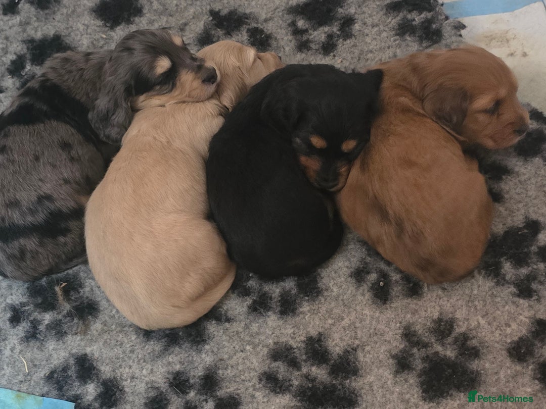 Miniature Dachshund dogs for sale: Miniature Long-Haired Dachshund - Advert 16