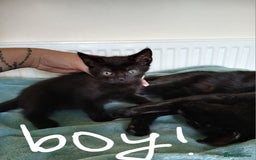 Mixed Breed cats for sale: 7 very fluffy kittens wisbech!!🐈‍⬛️🐈‍⬛️😻 - Image 4