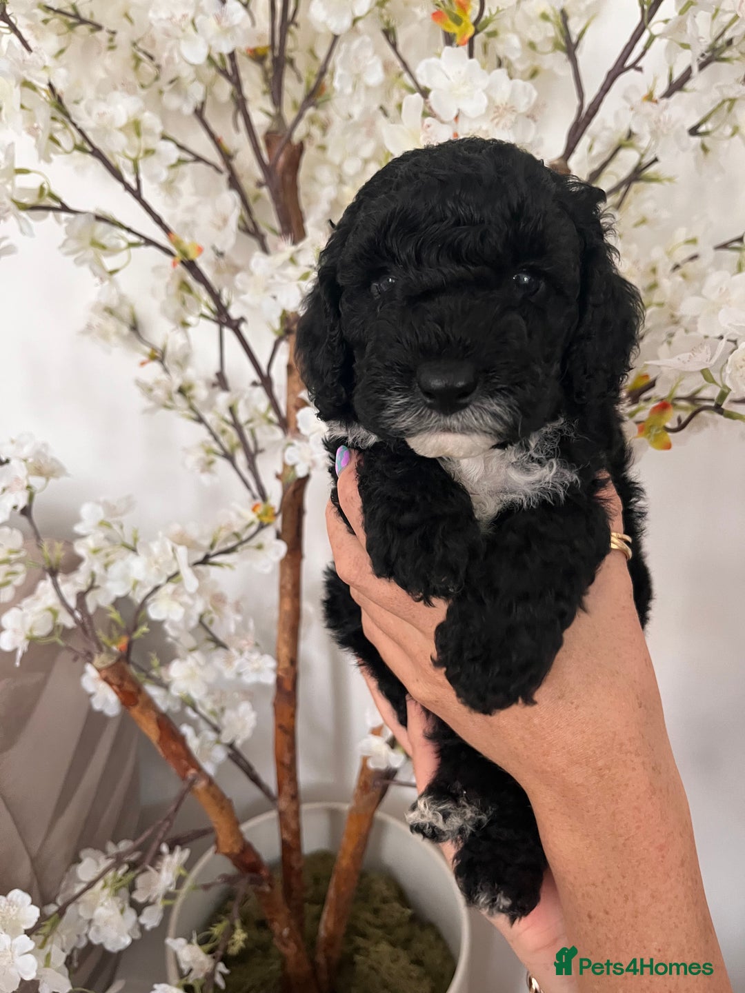 Sproodle dogs for sale: Sproodle puppies  - Image 28
