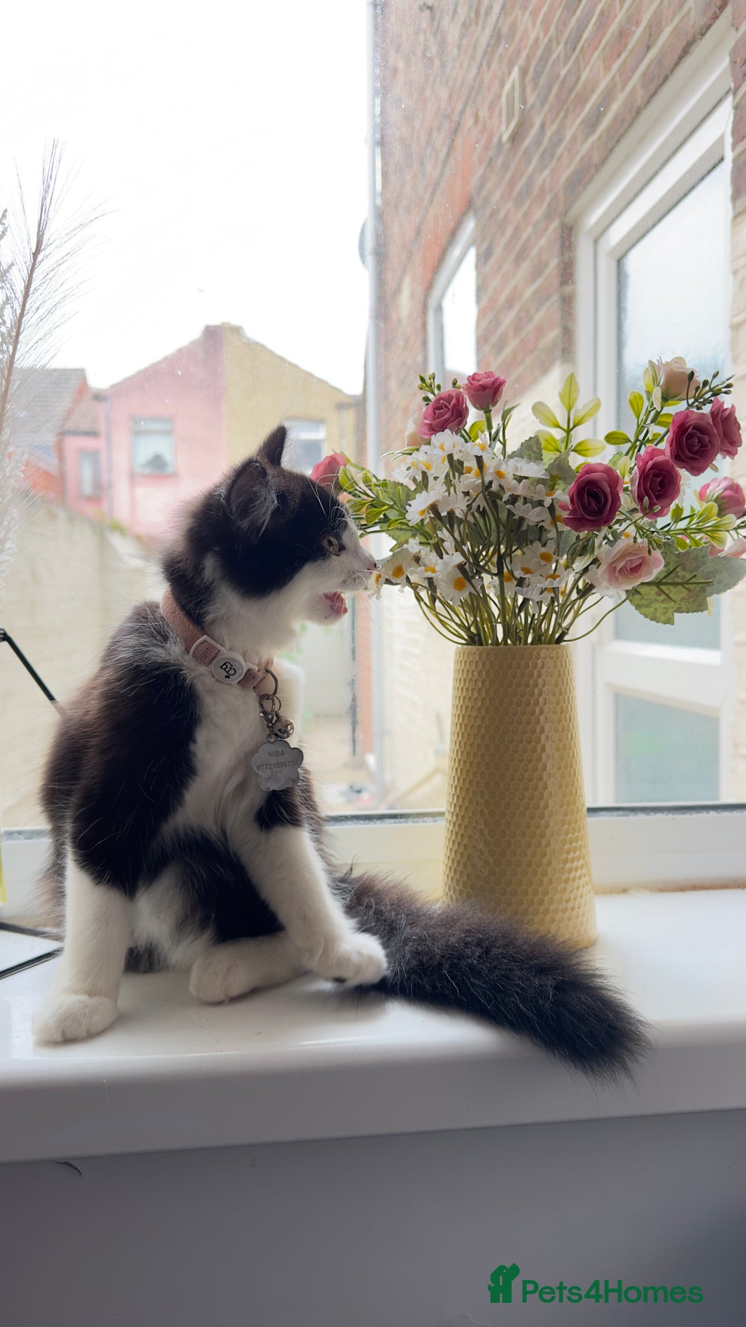 British Longhair cats for sale: Need to go asap - Image 2