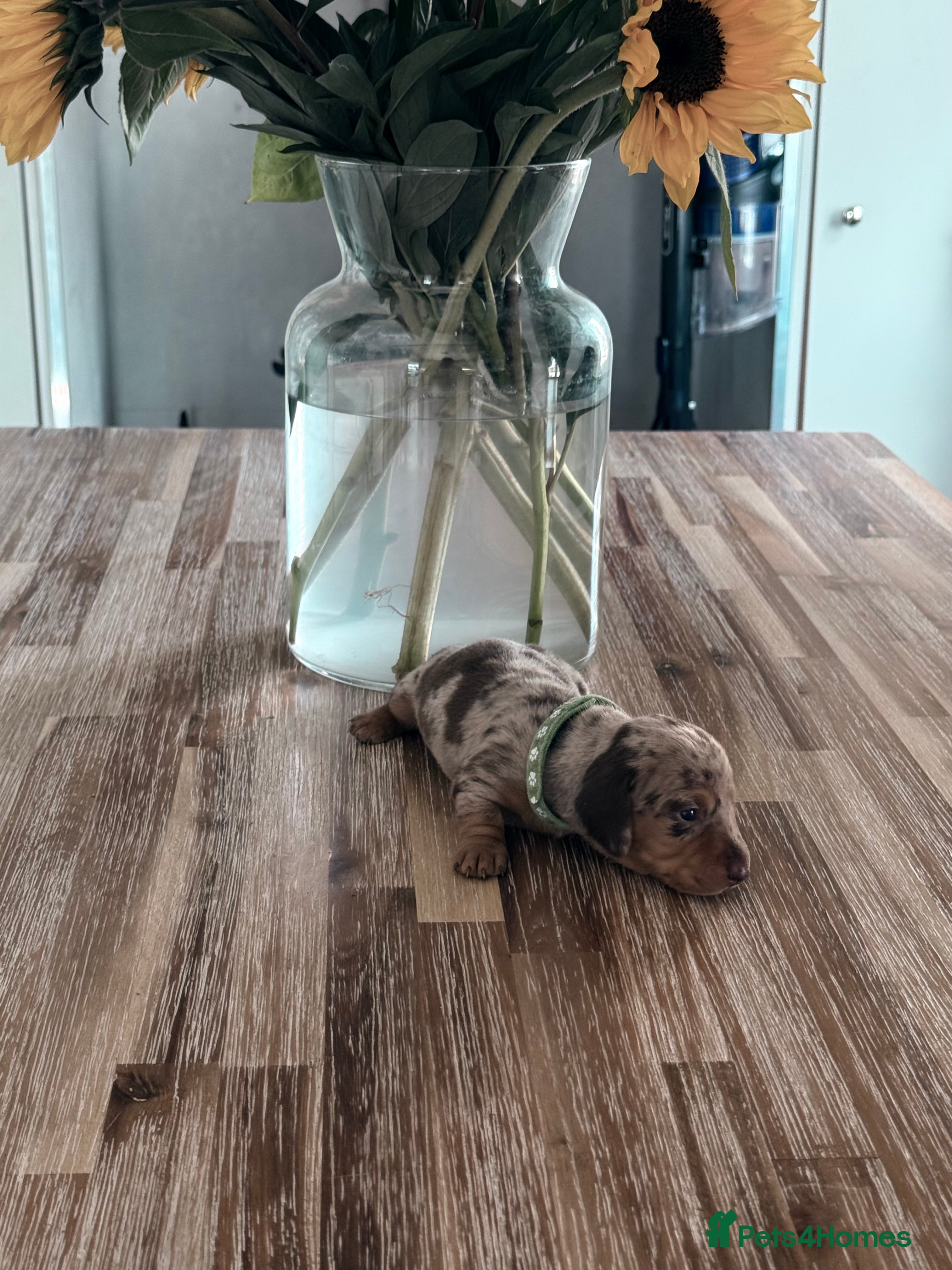 Miniature Dachshund dogs Two beautiful miniature dachshund marble puppies  - Advert 2