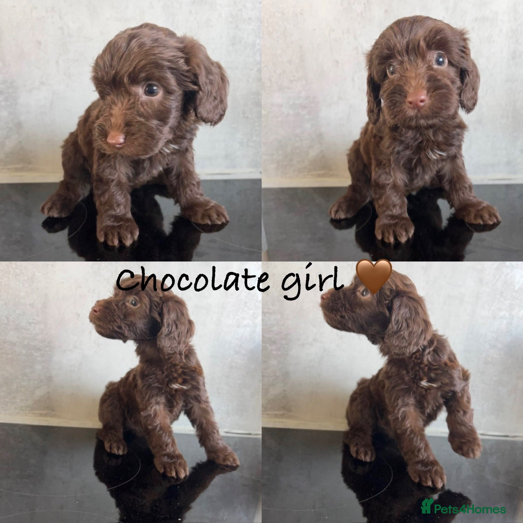 Cockapoo dogs Ready soon- beautiful cockapoo puppies - Advert 6