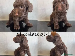 Cockapoo dogs Ready soon- beautiful cockapoo puppies - Advert 6