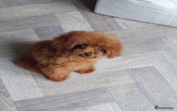 Toy Poodle dogs for sale: Asian toy poodle  in Hull - Image 11