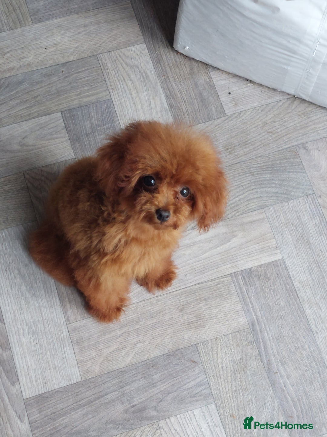 Toy Poodle dogs for sale: Asian toy poodle  in Hull - Image 11