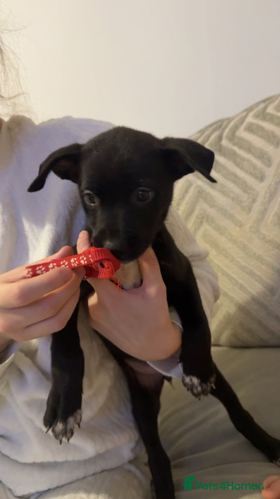 Mixed Breed dogs for sale: Cane corso hybrid Akita’s  - Advert 14