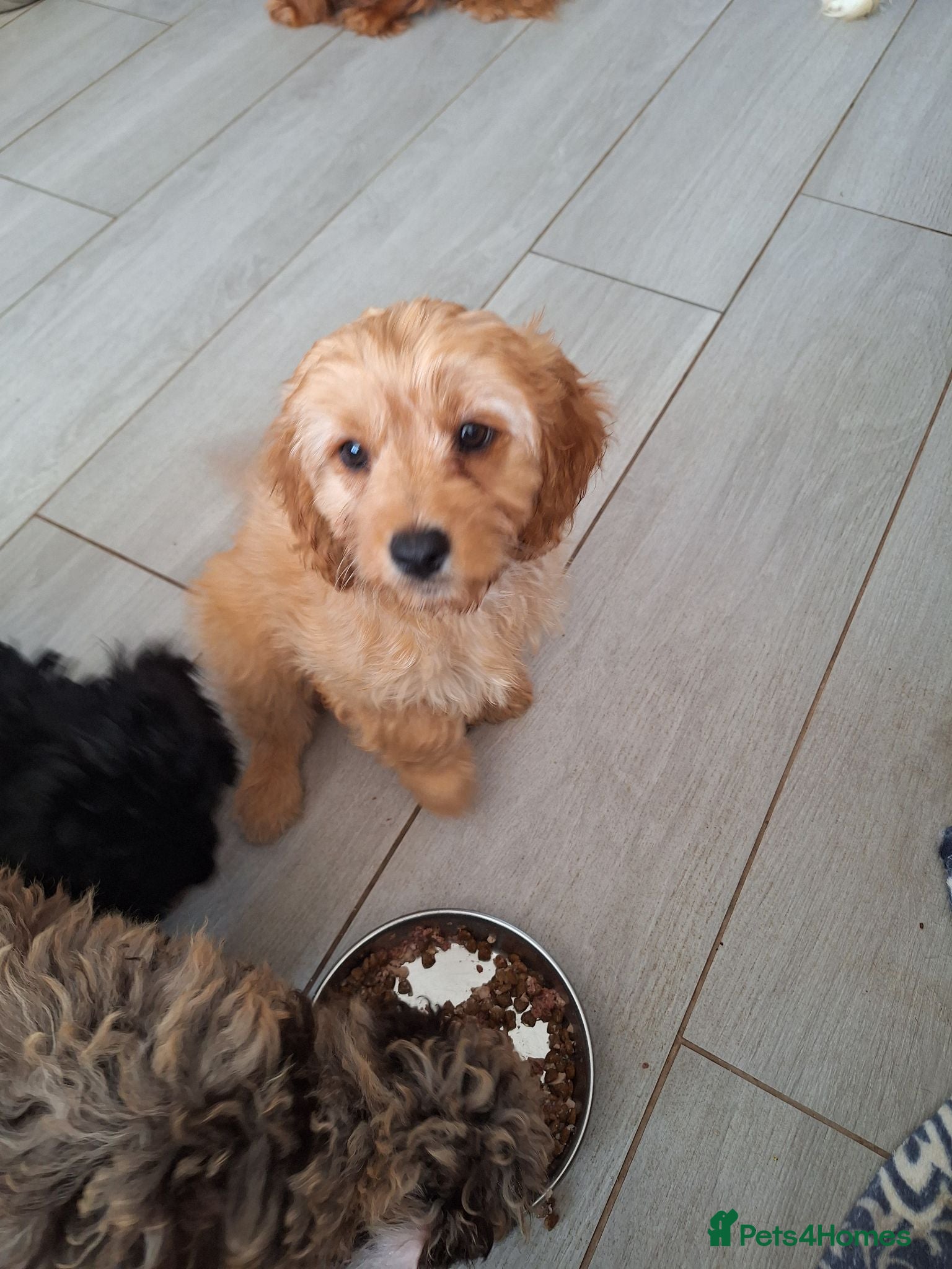 Cavapoo dogs REDUCED F1 CAVAPOO READY NOW  - Advert 1
