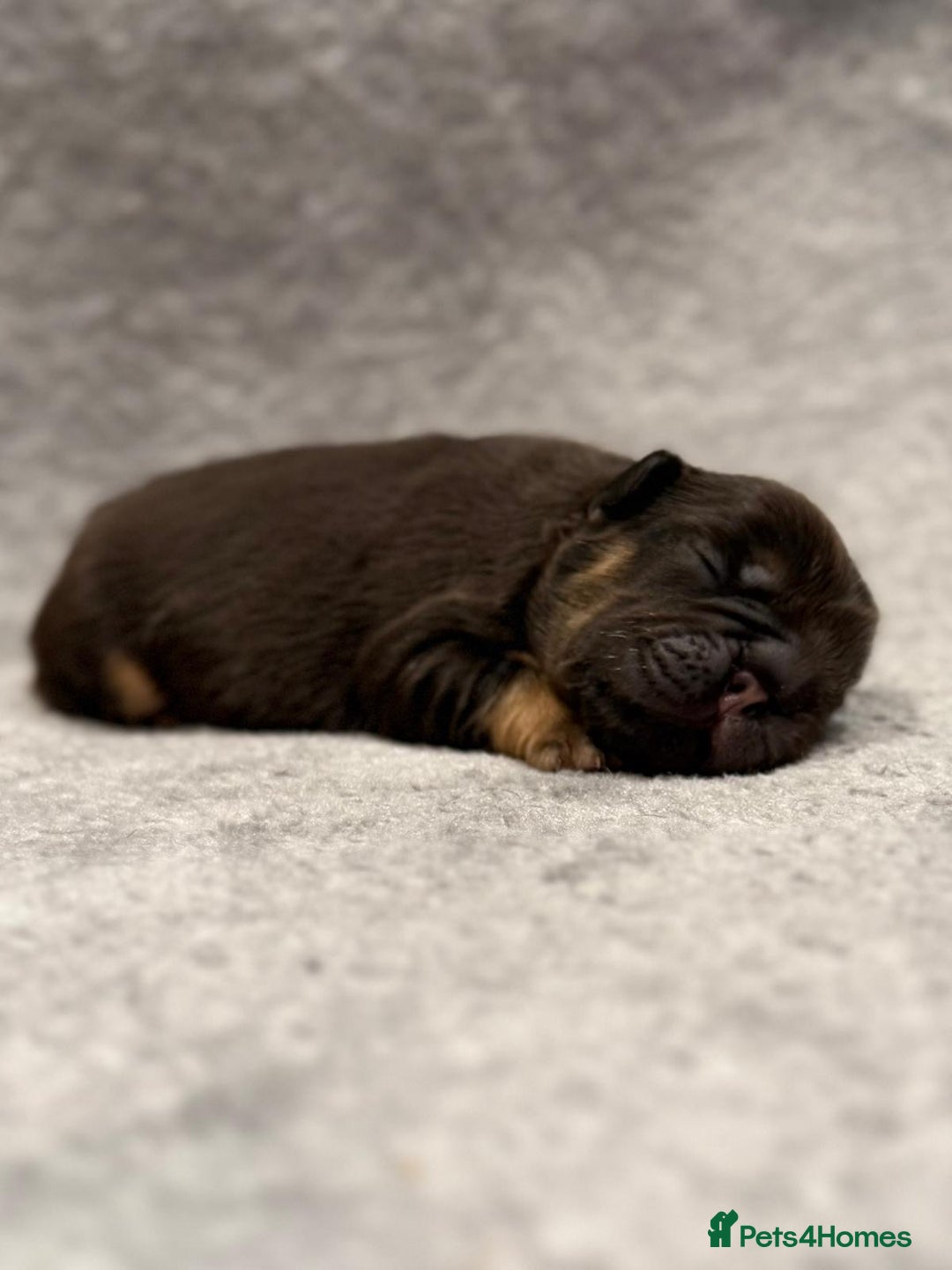 French Bulldog dogs for sale: 5 Full Fluffy French Bulldogs Puppies  - Advert 5
