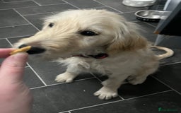 Goldendoodle dogs for sale: 15 week old male golden doodle puppy - Advert 4