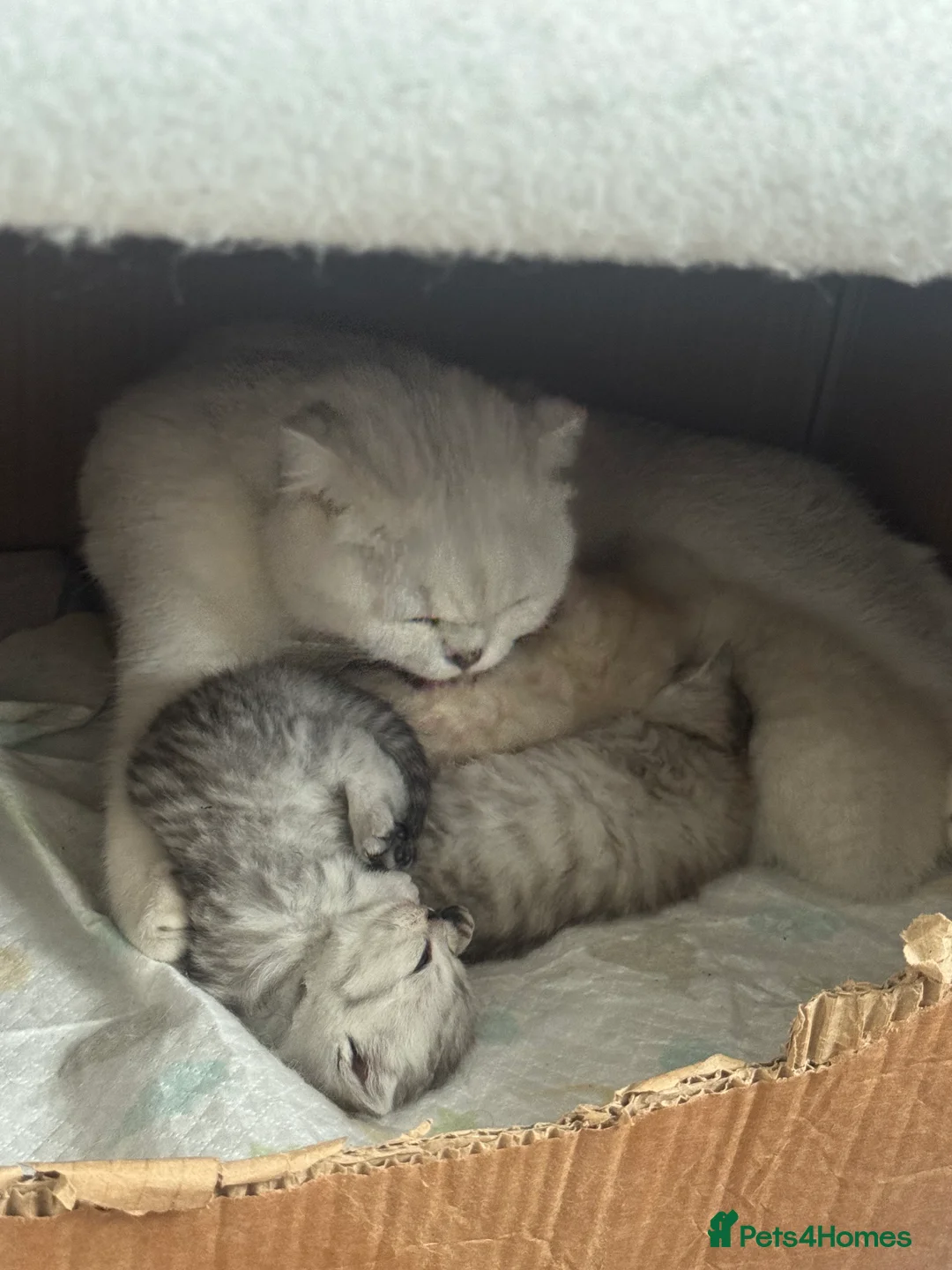 Mixed Breed cats for sale: Scottish Fold × British Shorthair Kittens in Enfield - Advert 2