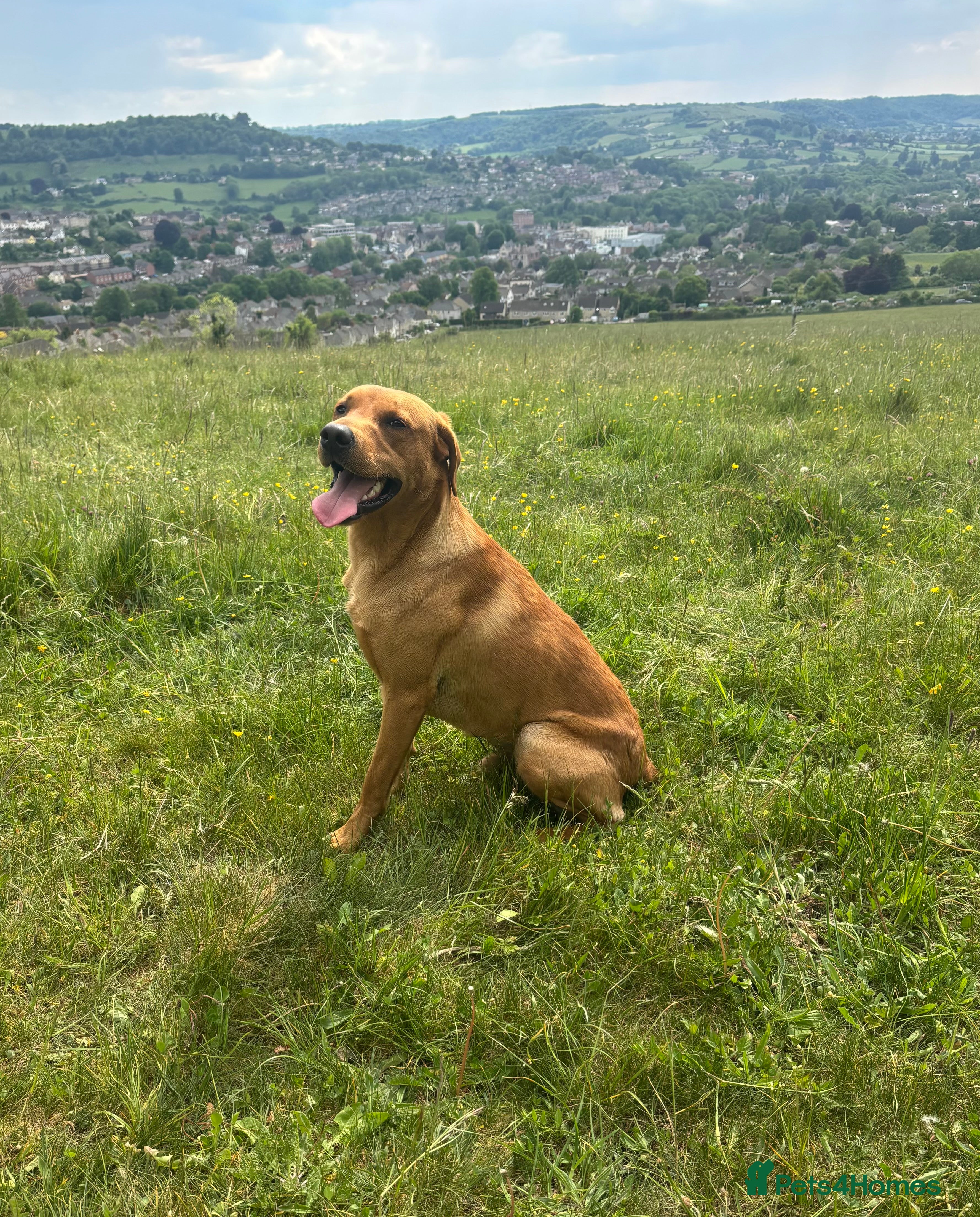 Labrador Retriever dogs KC Labrador for Stud 16 Champions in Lineage - Advert 1