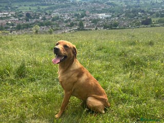 Labrador Retriever dogs KC Labrador for Stud 16 Champions in Lineage - Advert 9