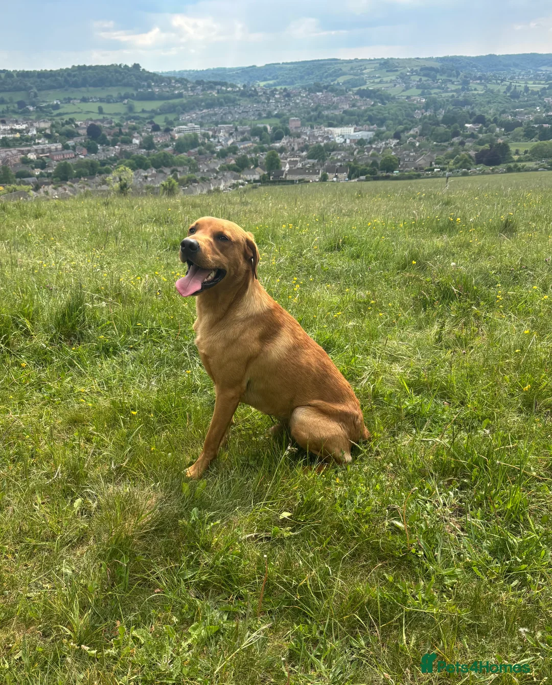 Labrador Retriever dogs for stud: KC Labrador for Stud 16 Champions in Lineage - Advert 1