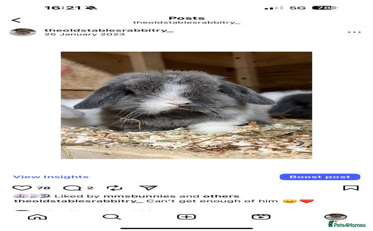 Mini Lop rabbits in Loughborough - Advert 4
