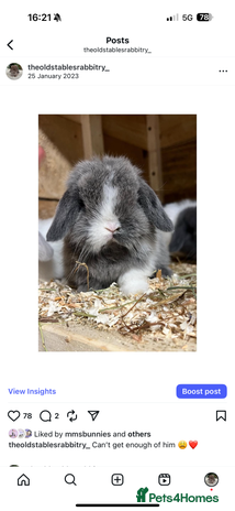 Mini Lop rabbits in Loughborough - Advert 5