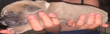 Mixed Breed Puppy 8