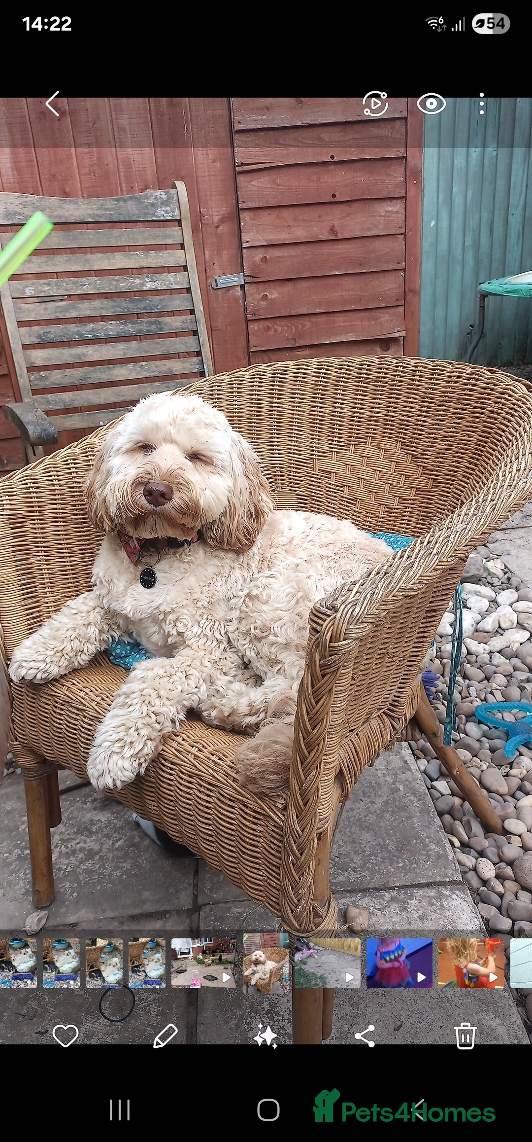 Cockapoo dogs for sale: Sweetest cockapoo - Image 6