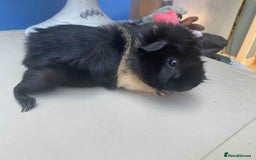 Guinea Pig rodents for sale: Beautiful boar/boy guinea pigs for sale  in King's Lynn - Image 5