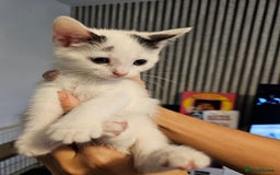 Mixed Breed cats for sale: Kittens  - Image 3