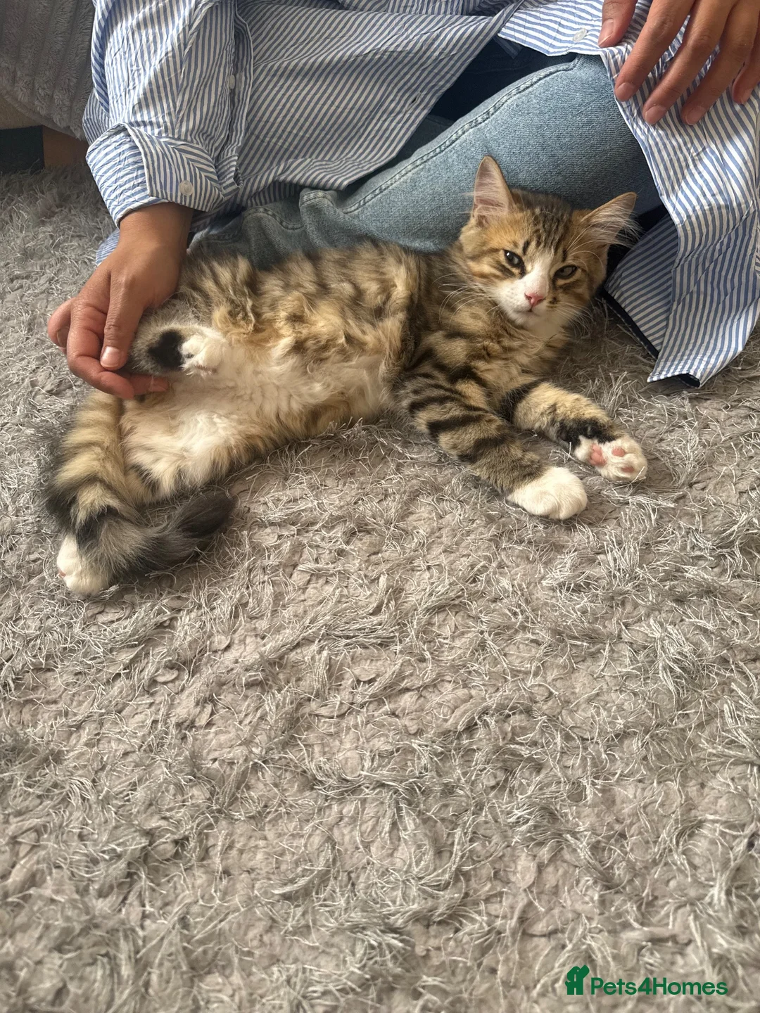 Mixed Breed cats for sale: 3half persian half tabby kittens  in Cardiff - Advert 2