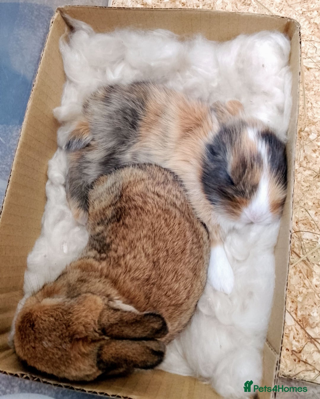 Mixed Breed rabbits for sale: Two Utterly Gorgeous Baby Bunnies - Advert 3