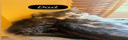 Mixed Breed cats for sale: Female Kittens Looking for Their Forever Homes - Advert 3