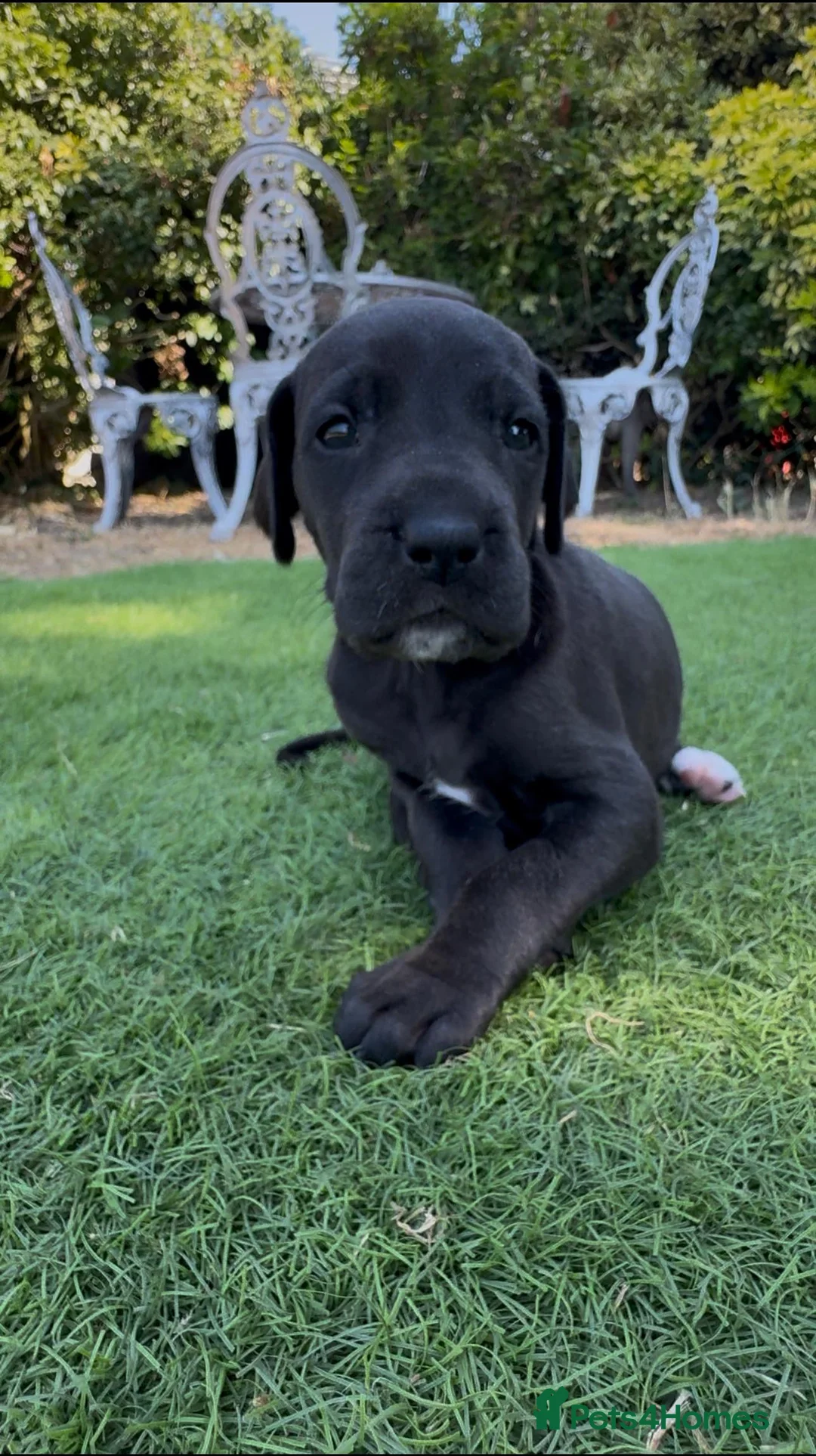 Great Dane dogs for sale: Stunning KC Registered champion bloodline Puppies - Advert 2