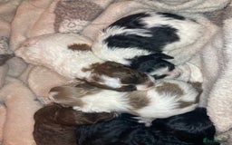 Shihpoo dogs for sale: 5 star rated Toy shihpoo puppies - Image 37