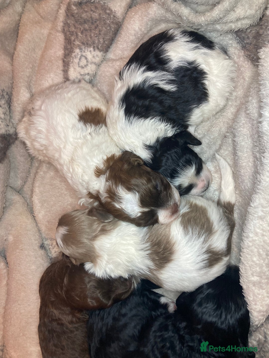 Shihpoo dogs for sale: 5 star rated Toy shihpoo puppies - Image 37