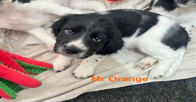 Sprocker dogs - Advert 2