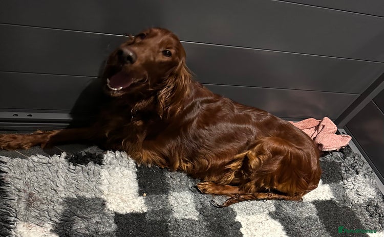 Irish Setter dogs - Advert 1