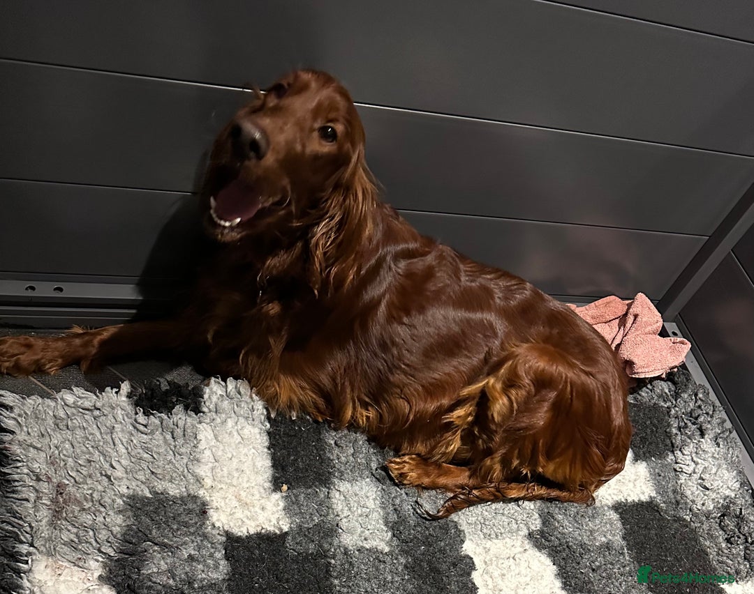 Irish Setter dogs for sale: 🎉Due🎉 Dark Red Setter Pups Health Tested Parents - Image 1