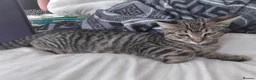 Mixed Breed cats for sale: Three 14 week old kittens  - Advert 3