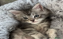 Maine Coon cats for sale: TICA & Council licensed white/black Maine Coons - Image 7