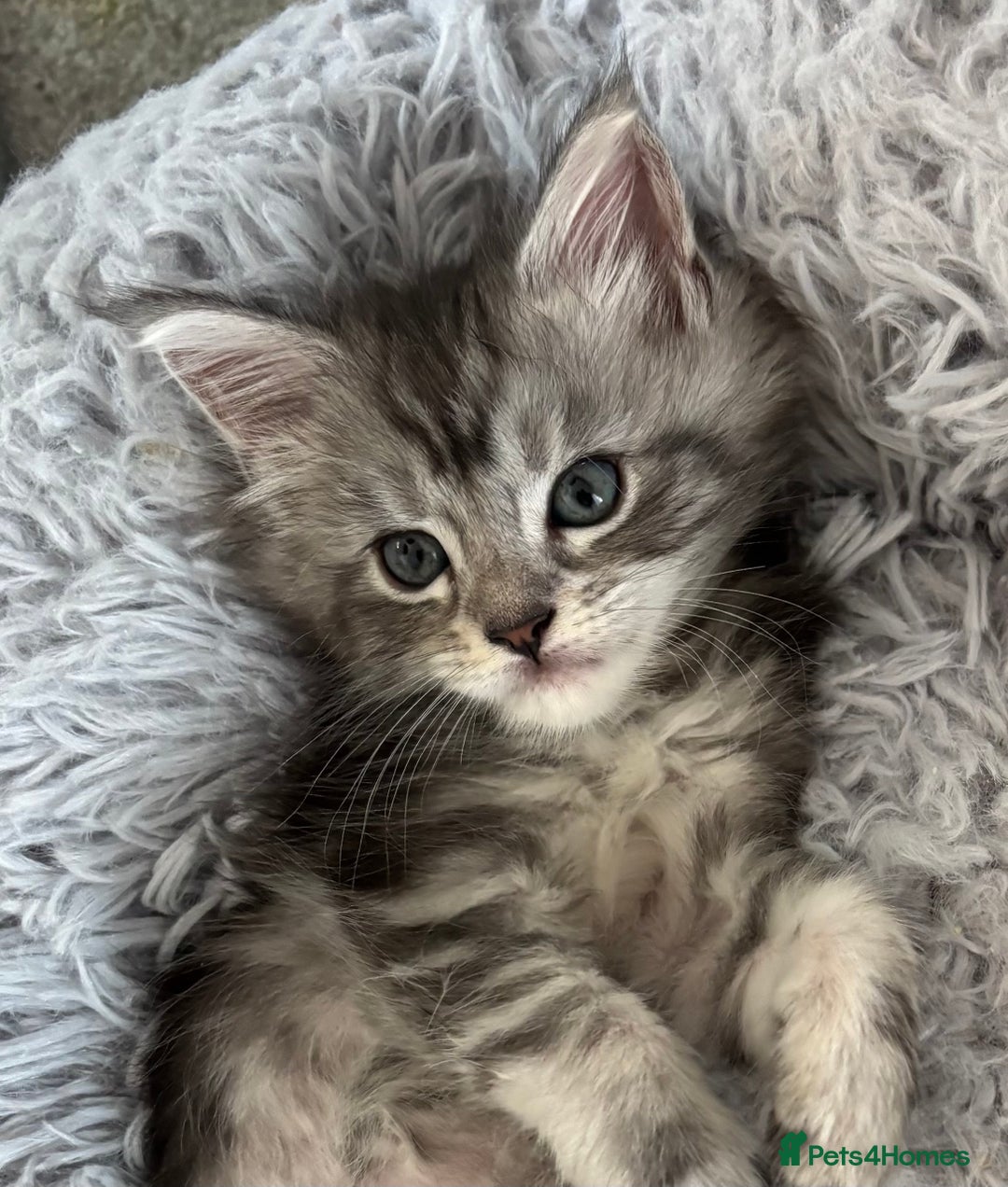 Maine Coon cats for sale: TICA & Council licensed white/black Maine Coons - Image 7