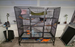 Sugar Glider rodents for sale: 2 male sugar gliders & everything needed - Image 2