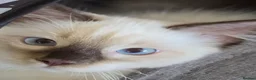 Ragdoll cats for sale: Fully Vaccinated, Microchipped, Insured Ready Now  - Advert 11