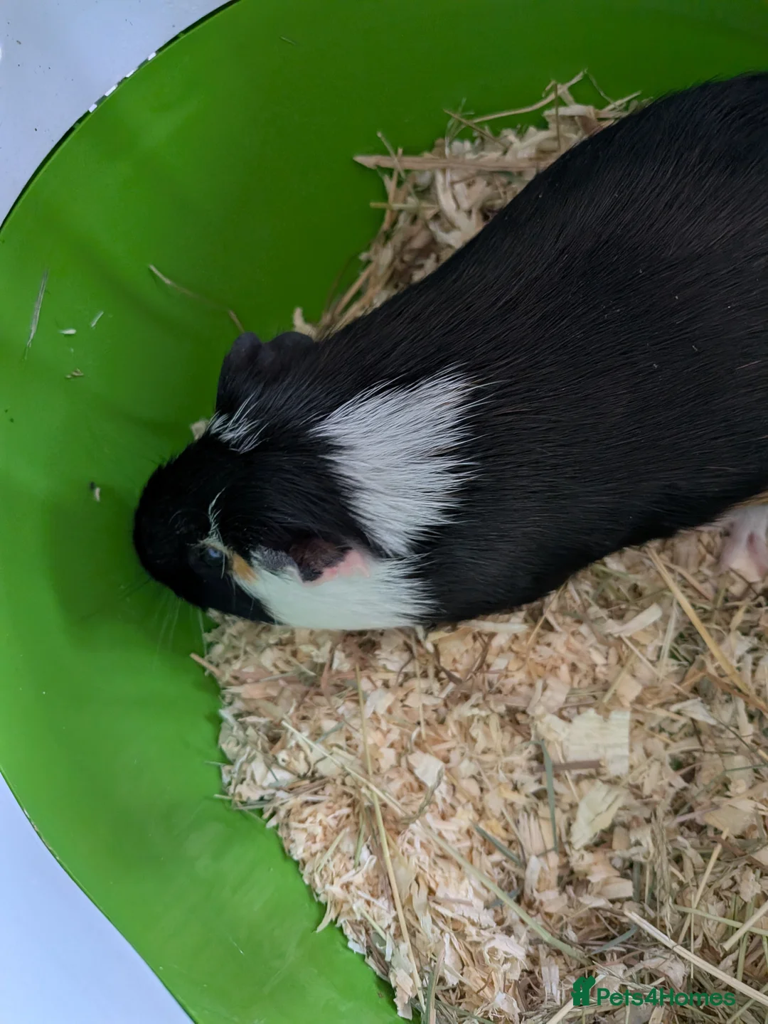 Guinea Pig rodents for sale: X3 male guinea pigs  - Advert 8