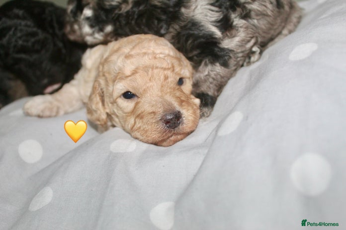 Cockapoo dogs - Advert 10