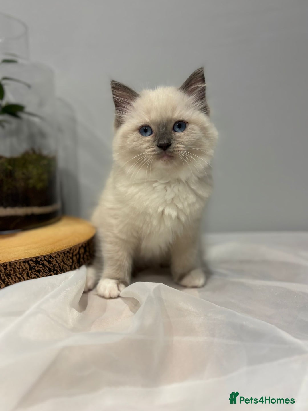 Ragdoll cats for sale: Purebred ragdoll kittens.1 girl & 3 boys-ready now - Advert 8
