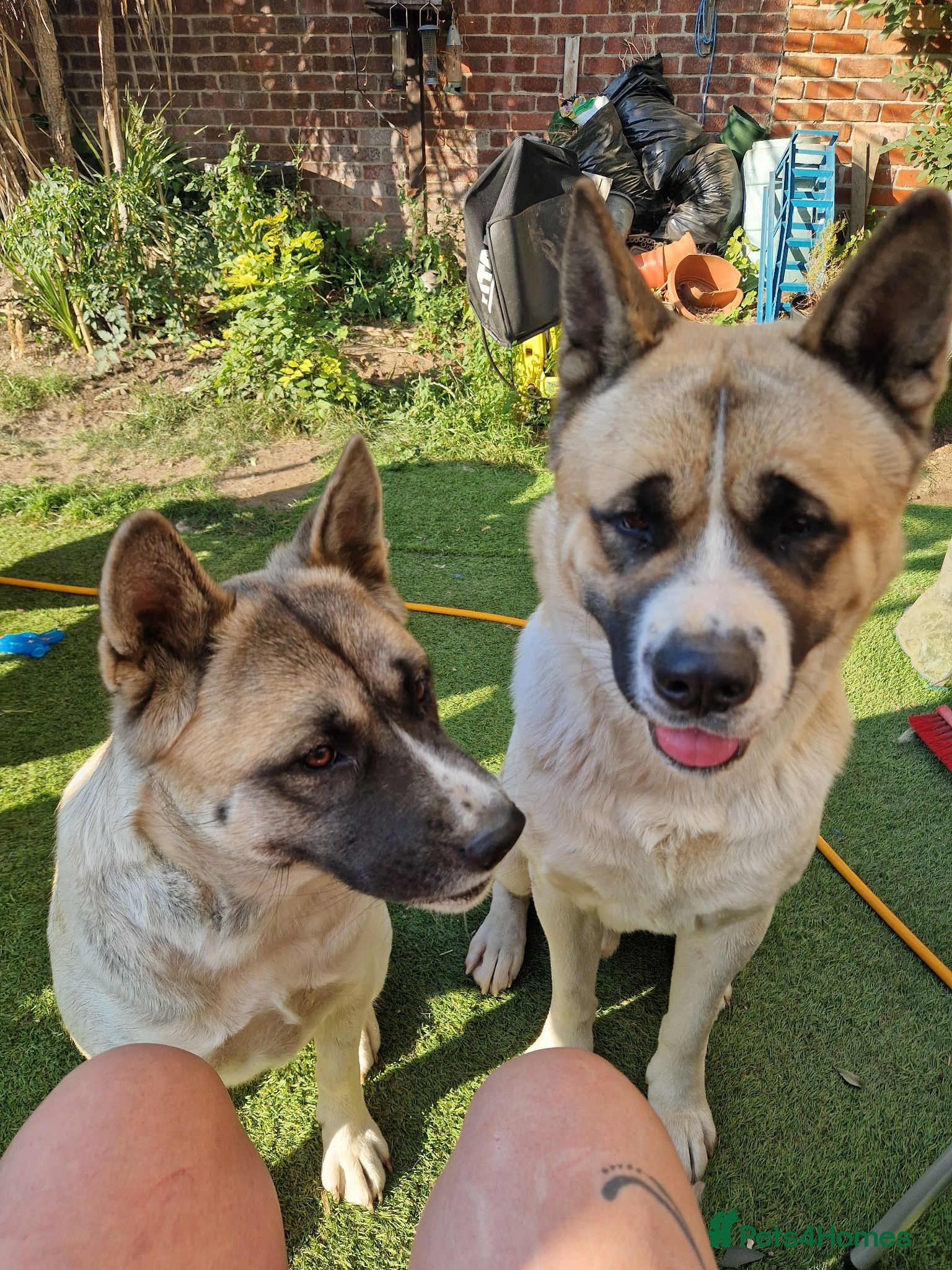 Akita dogs To go together male 1 female American Anita's. 15m - Advert 18