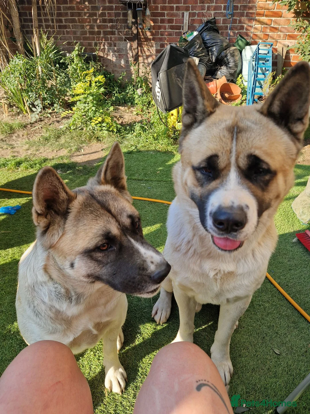 Akita dogs for sale: To go together male 1 female American Anita's. 15m - Advert 1