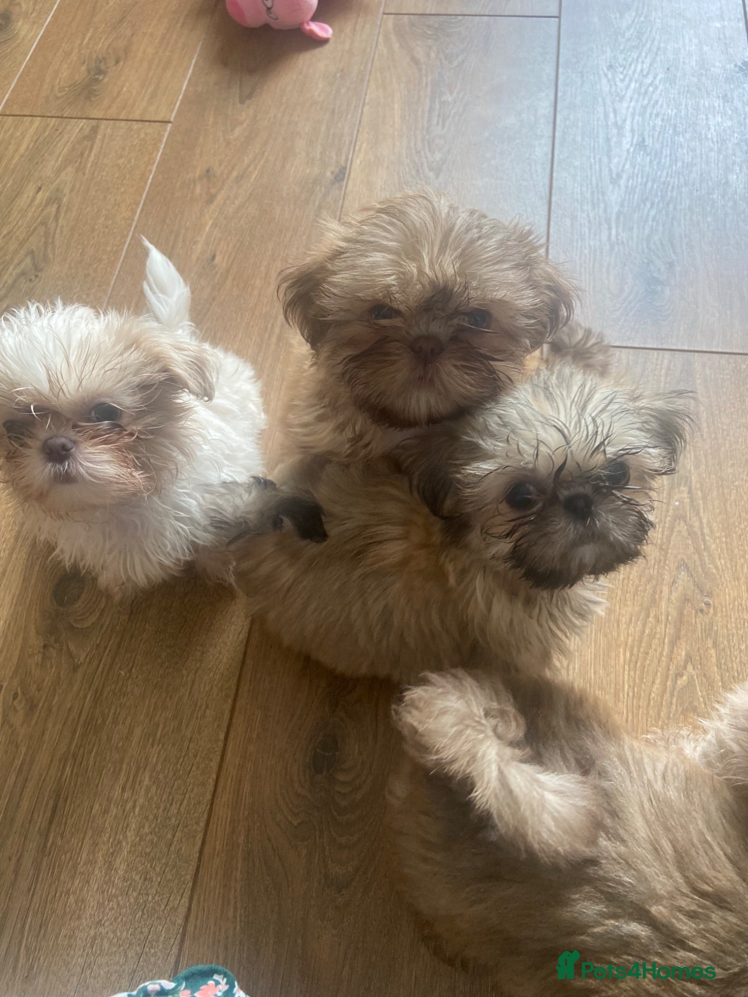 Shih Tzu dogs Beautiful shihtzu pups  - Advert 2