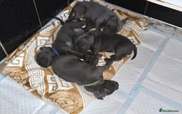 Staffordshire Bull Terrier dogs for sale: Stunning Staffordshire bull terrier pups  - Image 26