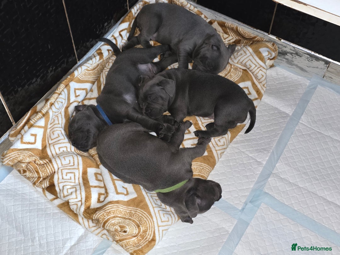 Staffordshire Bull Terrier dogs for sale: Stunning Staffordshire bull terrier pups  - Image 26